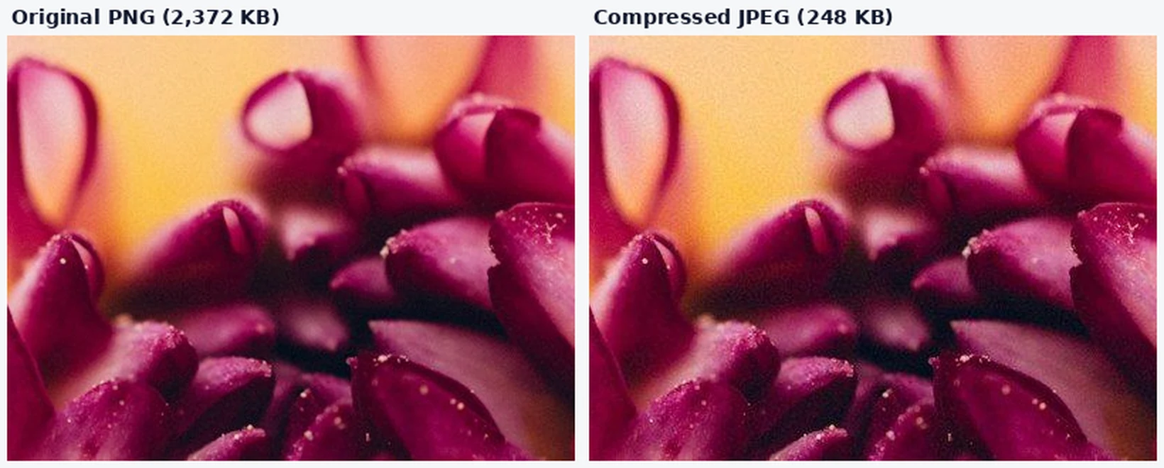 A close-up of a dahlia petal shown twice, once from the original 2,372 KB PNG and once from the compressed 248 KB JPEG, looking nearly identical